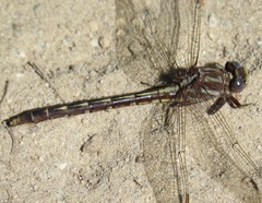 Phanogomphus lividus