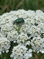 Trichiotinus lunulatus