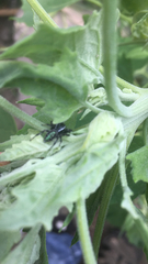 Paraphidippus aurantius