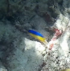 Stegastes leucostictus