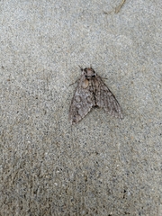 Ceratomia undulosa