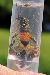 Tenthredopsis scutellaris