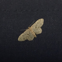 Idaea bonifata