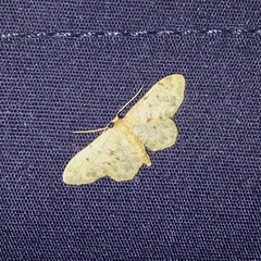 Idaea bonifata
