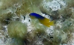 Stegastes leucostictus
