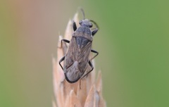 Peritrechus geniculatus