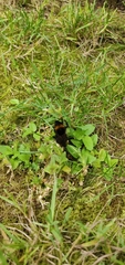 Bombus