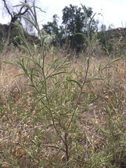 Cordylanthus pilosus