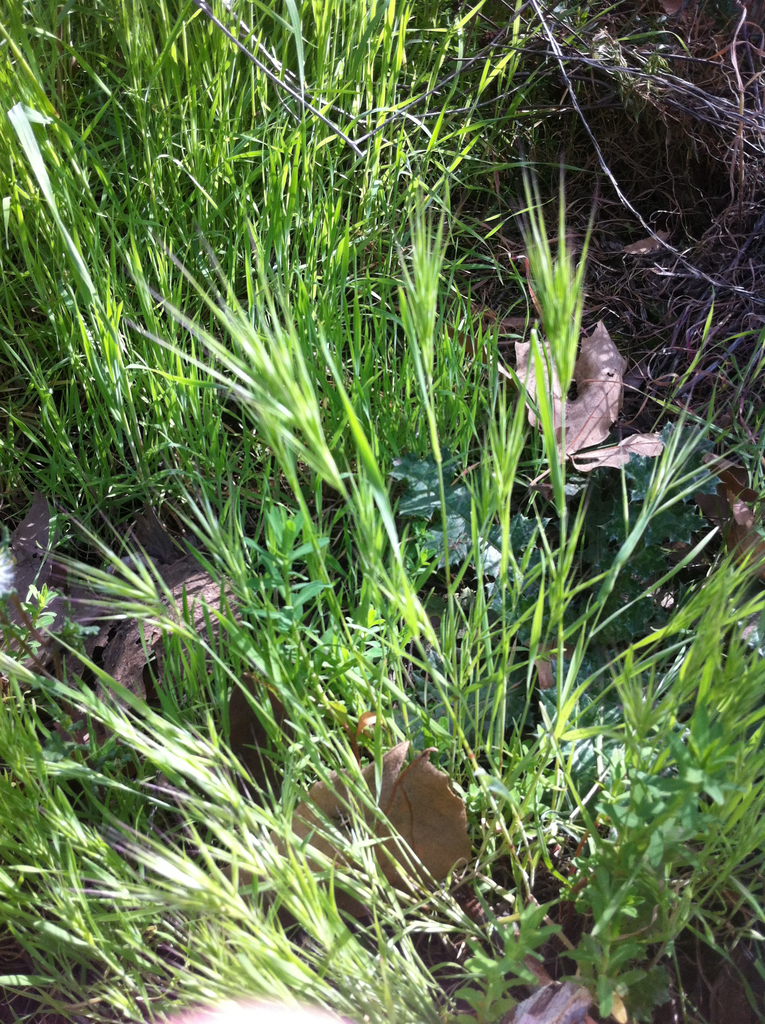 common soft brome (Grasses of Southern Africa) · iNaturalist