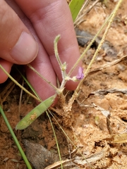 Tephrosia lupinifolia
