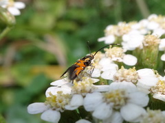 Neoheliodines nyctaginella