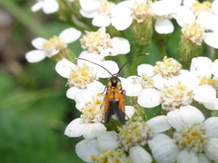 Neoheliodines nyctaginella