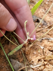 Tephrosia lupinifolia