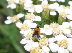 Neoheliodines nyctaginella