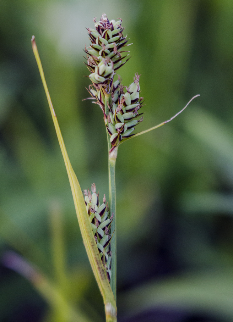 Buxbaum's sedge (Carex buxbaumii)