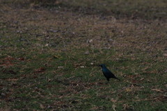 Lamprotornis chalybaeus