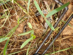 Tephrosia lupinifolia