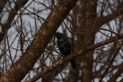 Lamprotornis chalybaeus