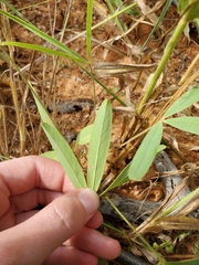 Tephrosia lupinifolia