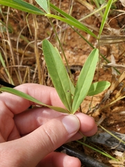 Tephrosia lupinifolia