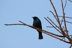Lamprotornis chalybaeus