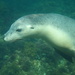 Australian Sea Lion - Photo (c) Kat Milligan, some rights reserved (CC BY-NC)