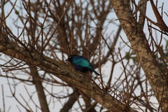 Lamprotornis chalybaeus