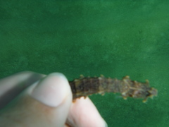 Hippocampus ingens