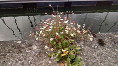 Erigeron karvinskianus