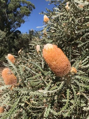 Banksia prionotes