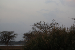 Threskiornis aethiopicus