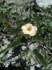 Kallstroemia rosei