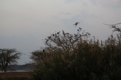 Threskiornis aethiopicus