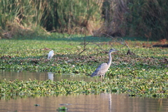 Ardea cinerea cinerea