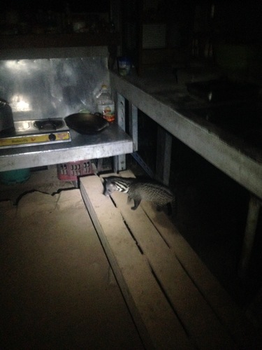 Malayan Civet