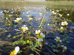 Ranunculus schmalhausenii