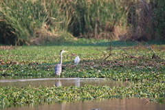 Ardea cinerea cinerea