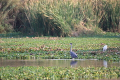 Ardea cinerea cinerea