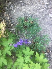 Penstemon platyphyllus