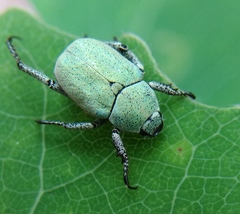 Hoplia parvula