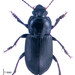 Anisodactylus binotatus - Photo (c) Landcare Research New Zealand Ltd.,  זכויות יוצרים חלקיות (CC BY)