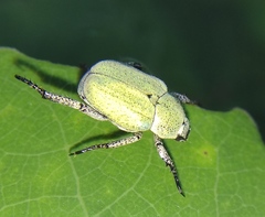 Hoplia parvula