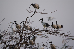 Threskiornis aethiopicus