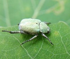Hoplia parvula