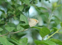 Hyponephele lupinus