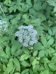 Aegopodium