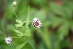 Microbotryum stellariae