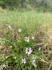 Viola cuneata