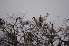 Threskiornis aethiopicus
