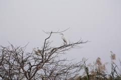 Ardea alba